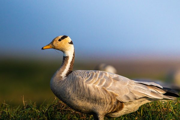 Prairie Grace | Contemporary Bird Photography