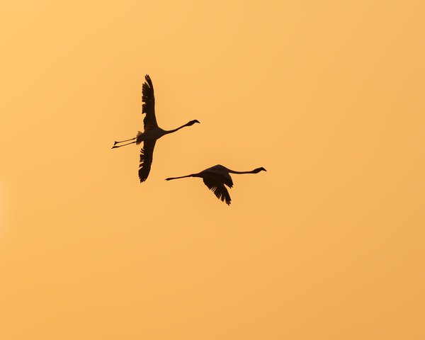 Flamingos In Tandem | Bird Home Decor