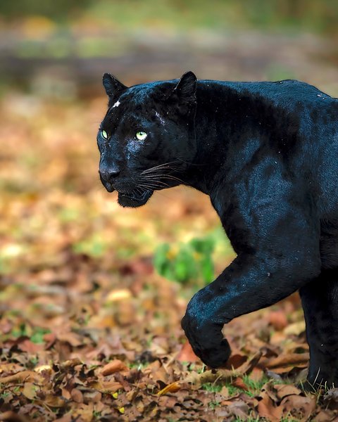 The Real Black Panther | Wildlife Photography