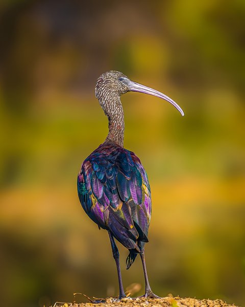 Ibis With Iridescent Plumage | Bird Photography Print