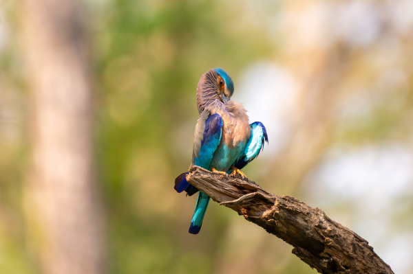 Blue Bird
