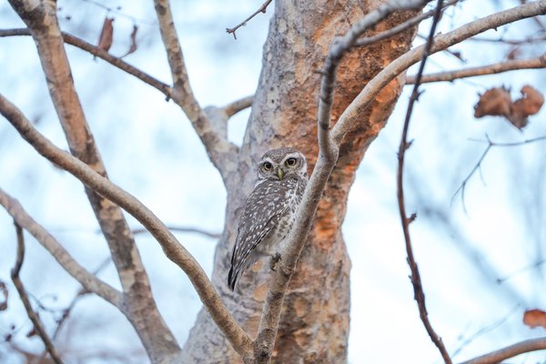 The Watchful Sentinel Of Botha Forest | Wildlife Photography