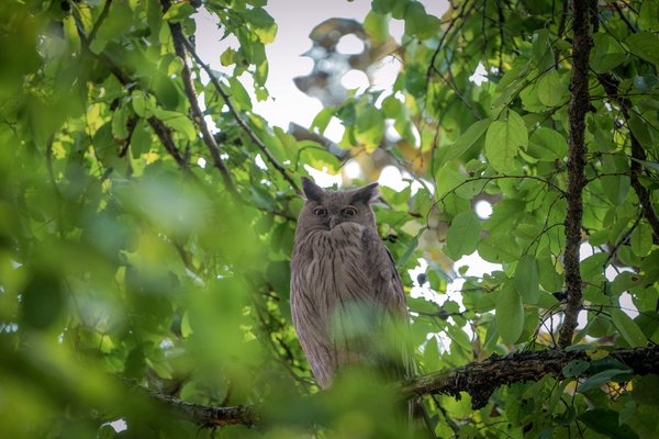 The Silent Guardian Of Sahyadri Owl | Wildlife Photography