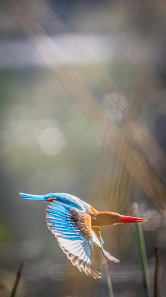 Kingfisher In Takeoff | Bird Photography Print