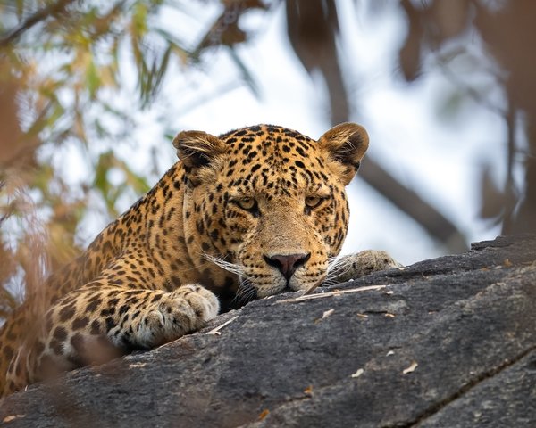 Quiet Watcher | Wildlife Photography