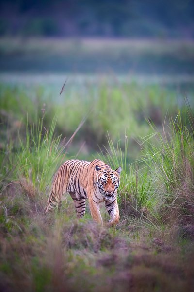 Unveiled | Wildlife Photography Print