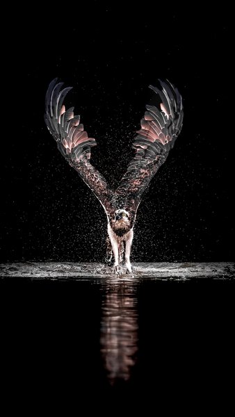 The Silent Strike | Bird Photography Print