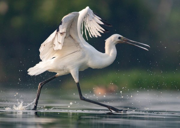 Water Ballet | Aquatic Bird Photography