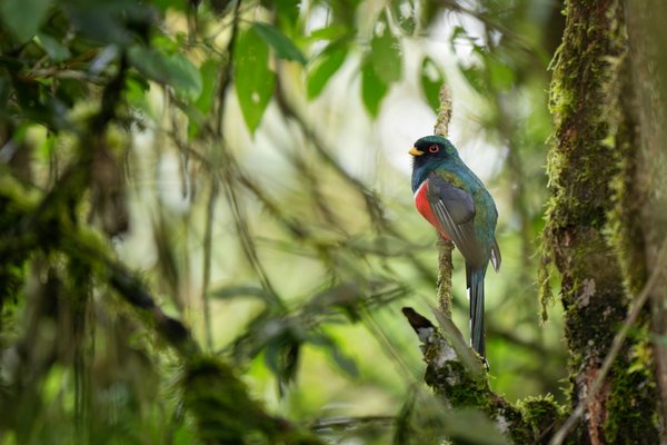 Jewel In The Forest | Bird Photography