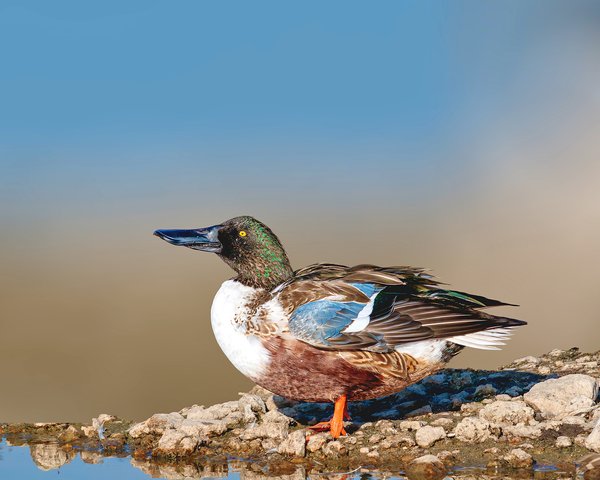 Blue-Winged Duck on Rocky Shore | Wildlife Photography Print