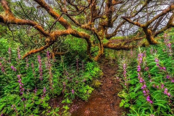 Serendipity | Nature Photography Print