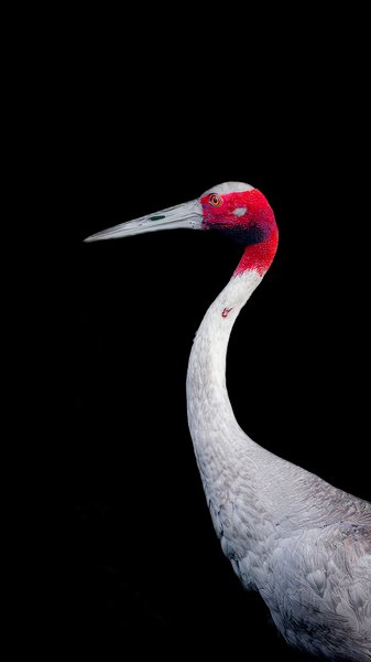 Sarus Crane With Red Head | Bird Art Print