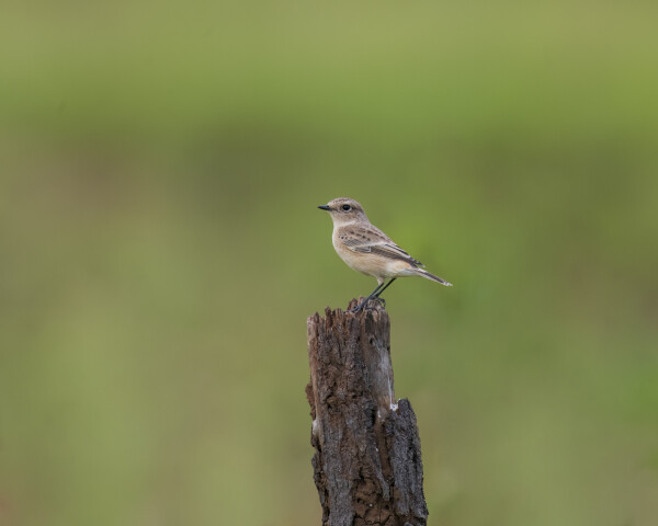 White-tailed Stonechat