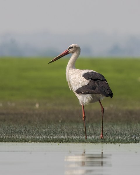 White Stork | Bird Photography