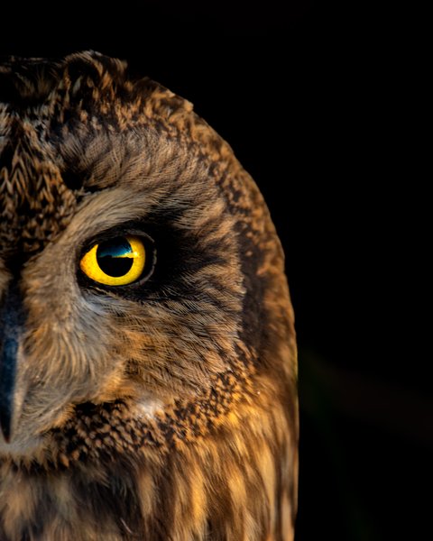 Golden Focus | Bird Wall Photography