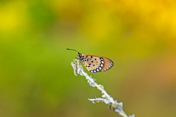 Tawny Coster