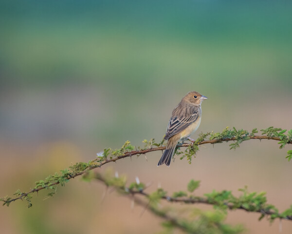 Gray-necked Bunting