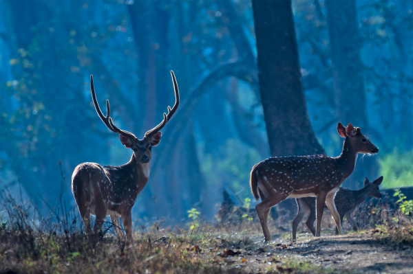 The Stag