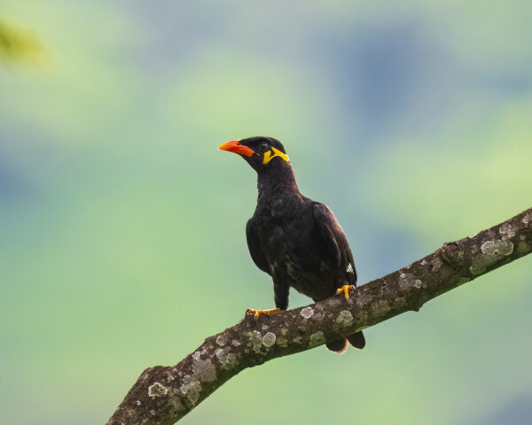 Hill Myna