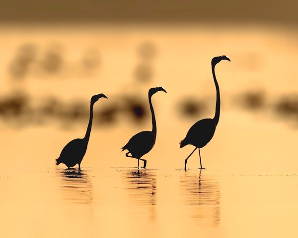 Trio Dusk Walk | Bird Home Decor
