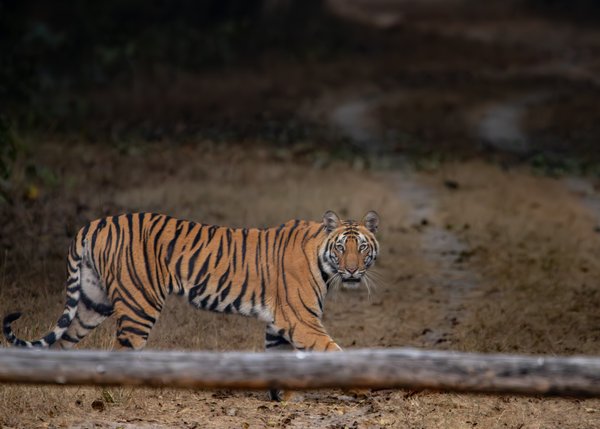 The Silent Gaze | Wildlife Photography