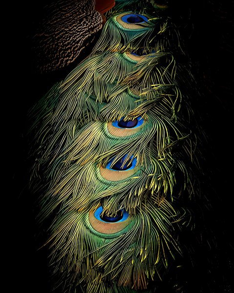 Eyes Of The Peacock | Nature Home Decor