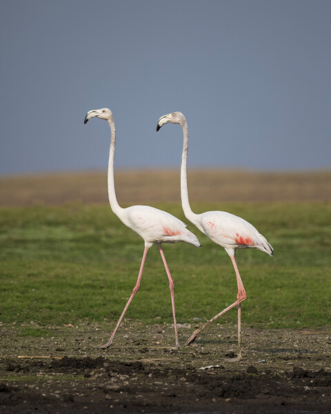 Greater Flamingo 2