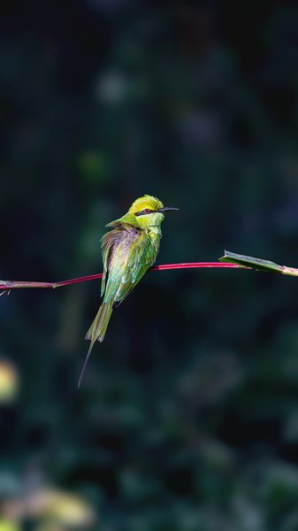 Green & Yellow Bee-eater | Bird Photography Print
