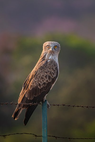 Where Spring Meets The Sky | Wildlife Wall Print