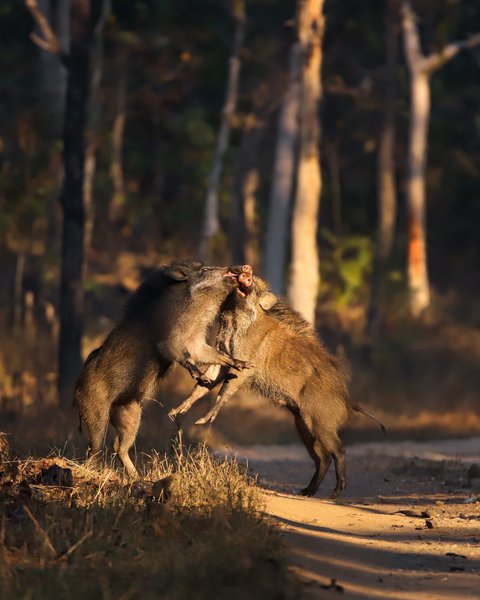 Into The Chase | Wildlife Photography Print