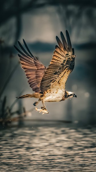 Born To Hunt | Wildlife Home Decor