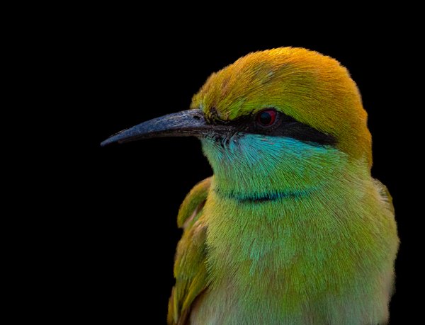 Emerald Portrait | Indian Bird Photography