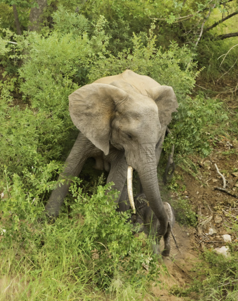 Elephant In Pench