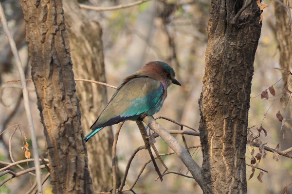 Birds Of Pench