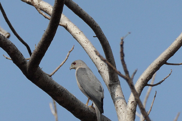 Grey Bird In Pench
