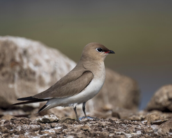Small Pratincole