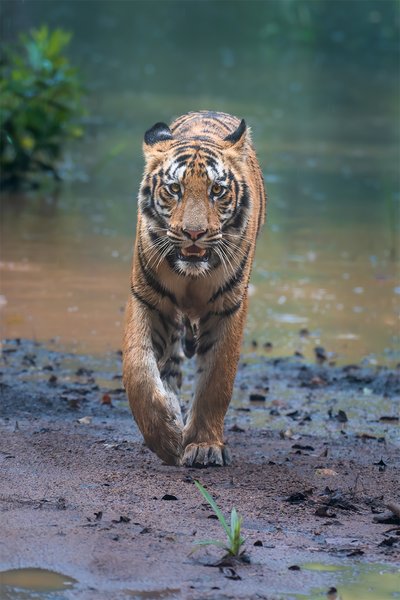 Tales Written In Monoon | Wildlife Photography