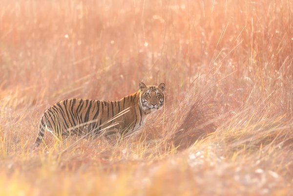 Where Silence Takes Form | Wildlife Photography