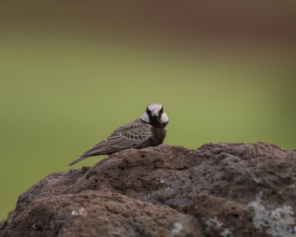 Ashy-crowned Sparrow-lark