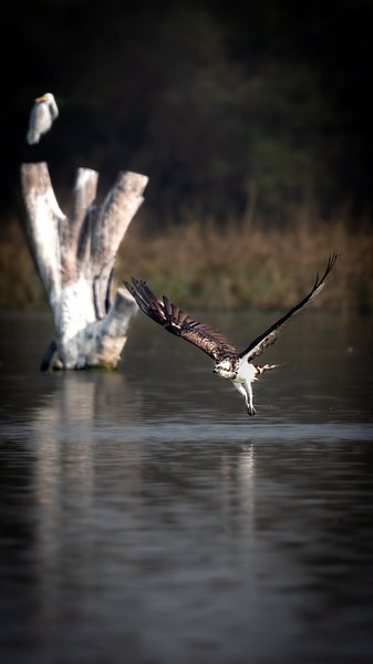 The Low Flight | Bird Photography Print