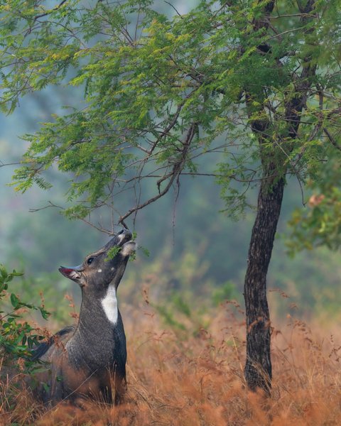Nilgai Reaching Tree Leaves | Wildlife Photography