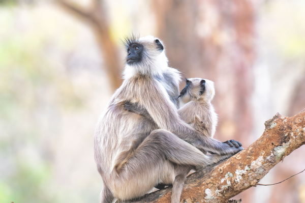 Motherhood