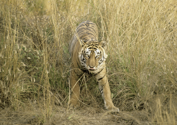 Tiger In Ranthambhore | Wildlife Wall Decor