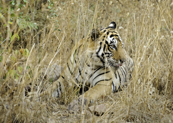 Tiger In Ranthambhore | Wildlife Photography