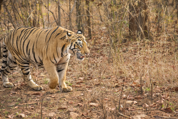 Big Cat In The Wild