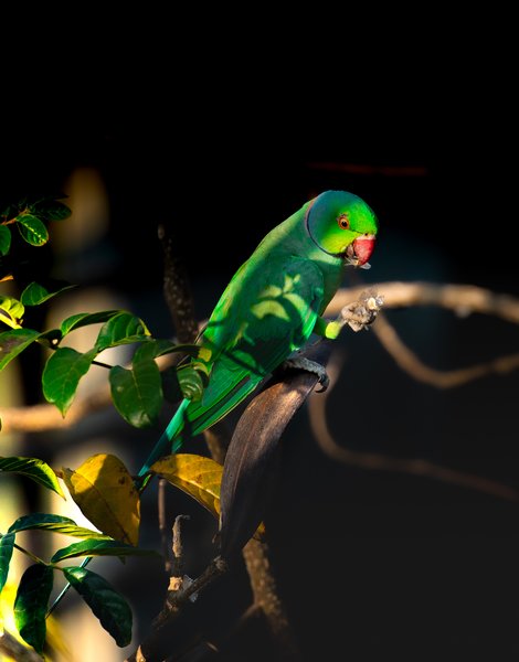 Green Parakeet In Sunlight | Bird Photography Wall Art