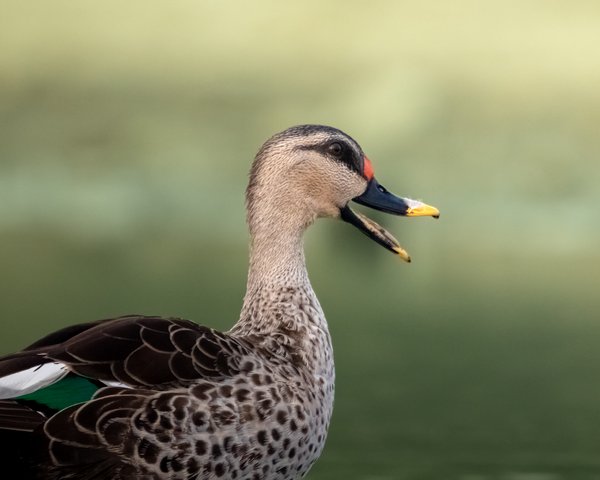 Open Beak | Bird Wall Photography