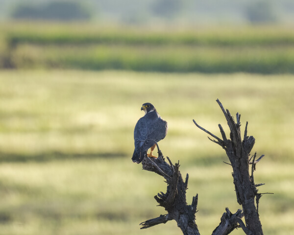 Peregrine Falcon