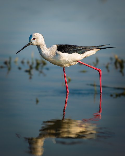 Stilt Wading Through Reflections | Wetland Wader Photography