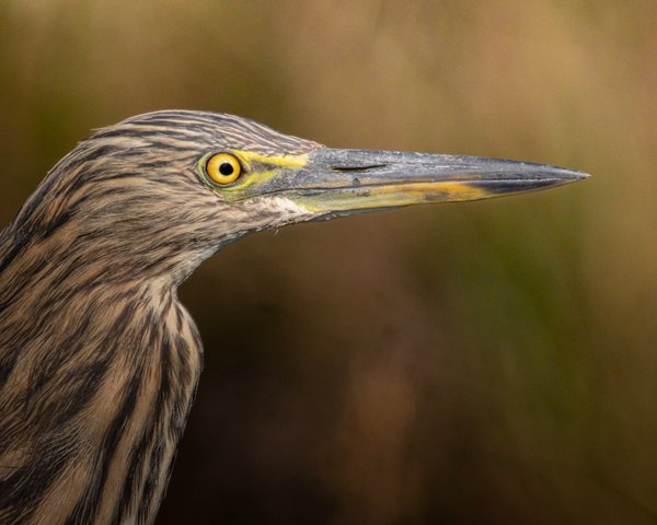 Piercing Focus | Bird Photography